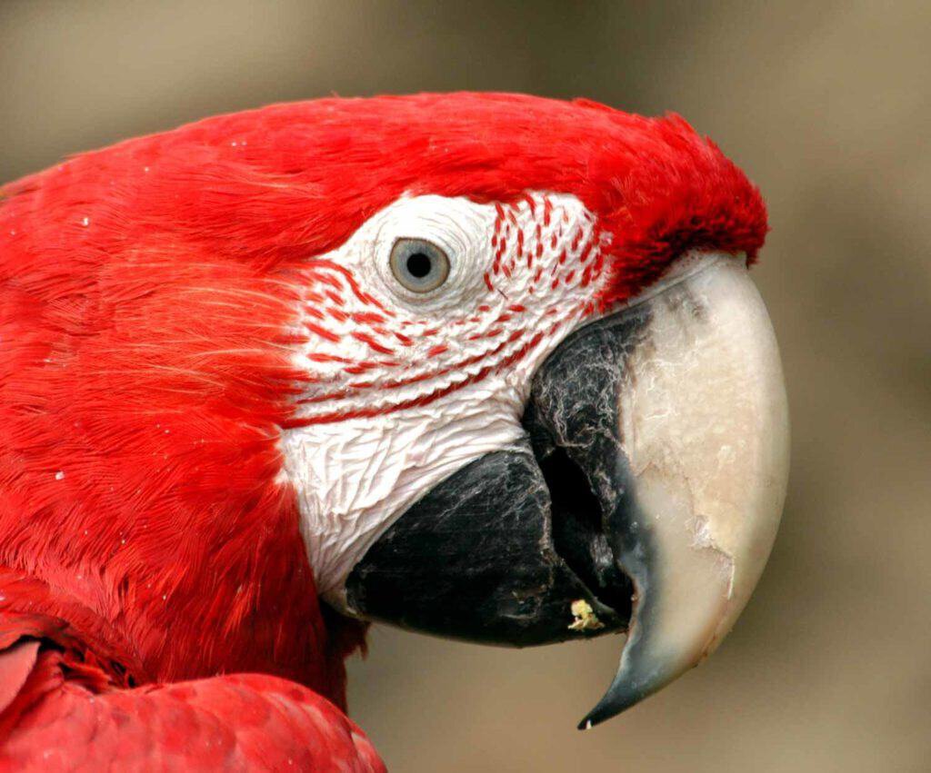 Parrot Beaks: To Trim or Not?