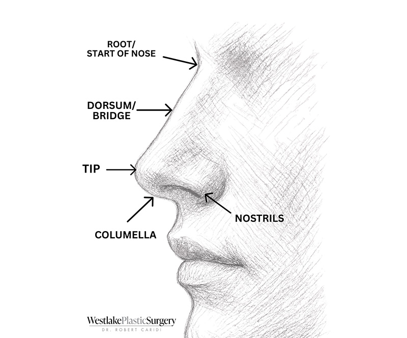 Thinking About a Nose Job? Here’s a Simple Guide to the Parts of Your Nose