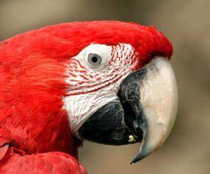 photograph of a parrot beak to demonstrate the shape of a parrot beak nose, or pollybeak deformity